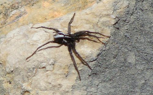 Réf. 58 970 : Thanatus sp.