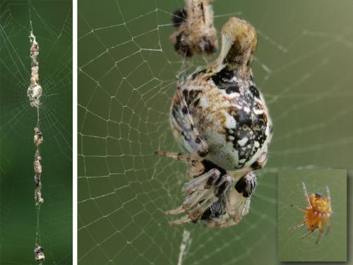Cyclosa sp.