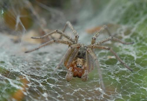 Agelena sp.