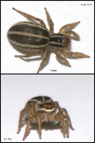 Phlegra bresnieri