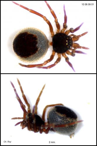 Réf. 58 483 : Ceratinella brevis