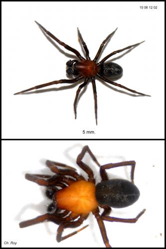 Réf. 58 569 : Titanoeca tristis