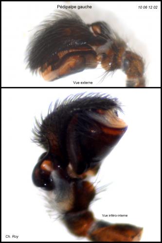 Réf. 58 570 : Titanoeca tristis