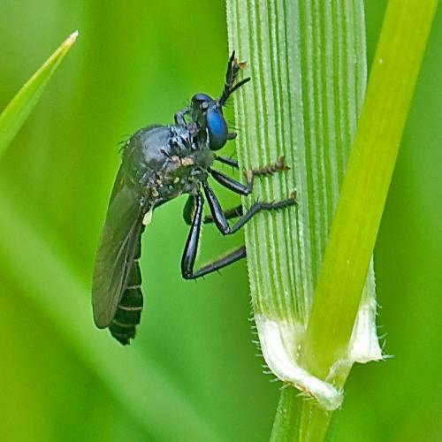 Dioctria atricapilla