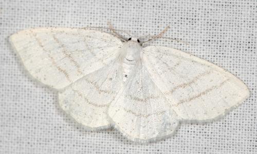 Réf. 58 240 : Cabera pusaria