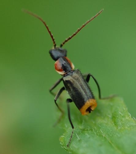 Axinotarsus pulicarius