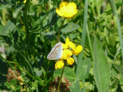 Polyommatus icarus