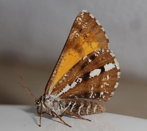 Bupalus piniaria
