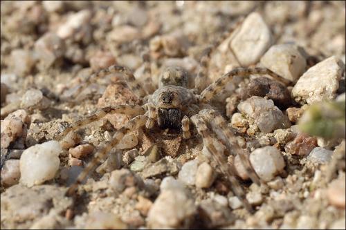 Arctosa sp.