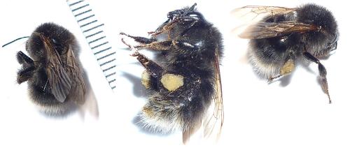 Bombus sp.