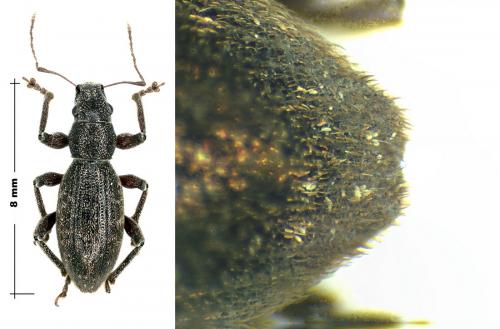 Brachyderes pubescens