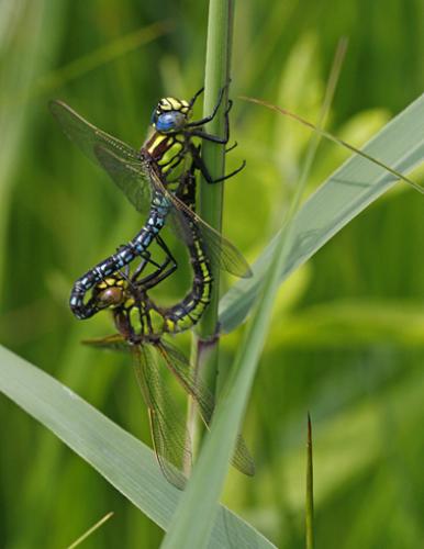 Réf. 58 016 : Brachytron pratense