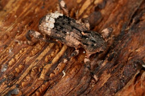 Réf. 58 174 : Camptorhinus statua