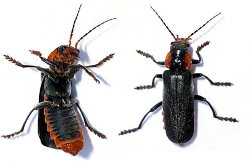 Cantharis fusca