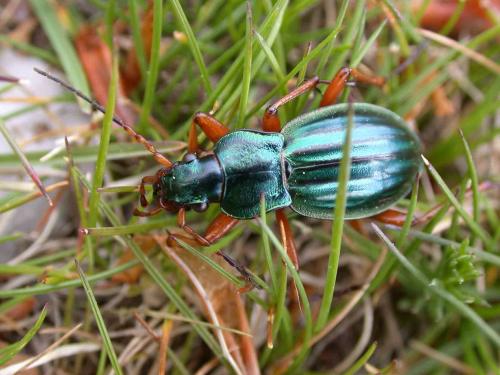Réf. 58 929 : Carabus auratus honnoratii