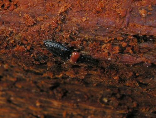 Cardiophorus ruficollis