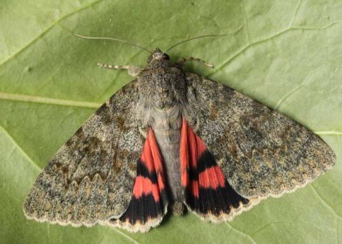Réf. 58 636 : Catocala elocata