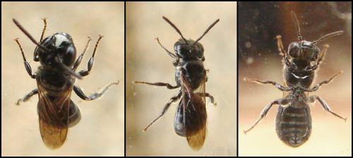 Ceratina cucurbitina
