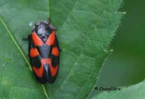Cercopis vulnerata