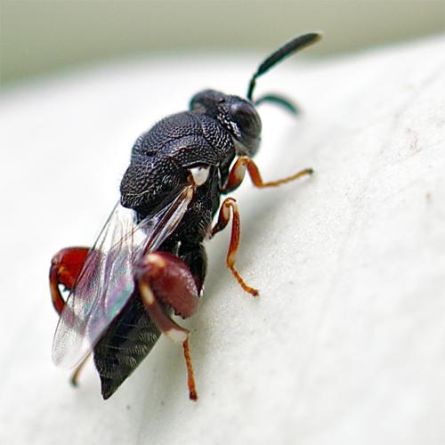 Réf. 58 977 : Brachymeria podagrica