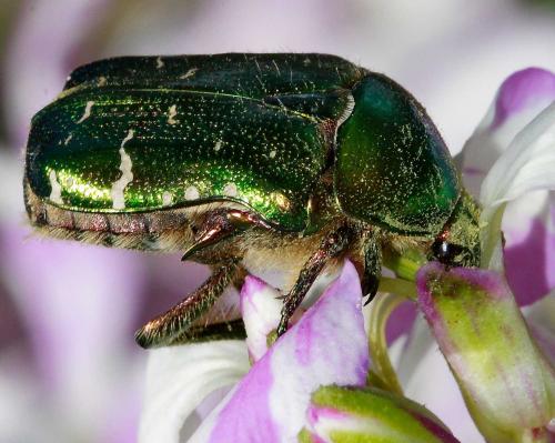 Réf. 58 386 : Cetonia aurata aurata