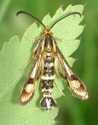 Réf. 58 803 : Chamaesphecia empiformis