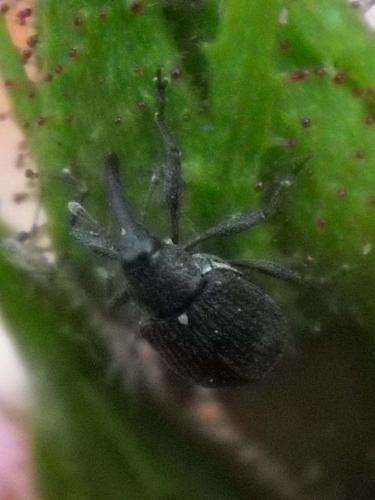 Anthonomus rubi