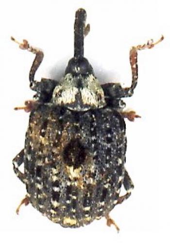 Réf. 58 666 : Cionus scrophulariae