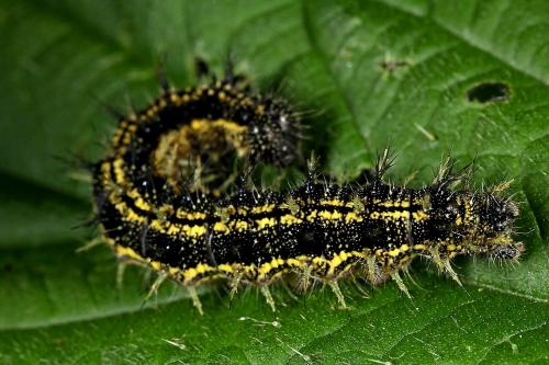 Réf. 58 105 : Aglais urticae