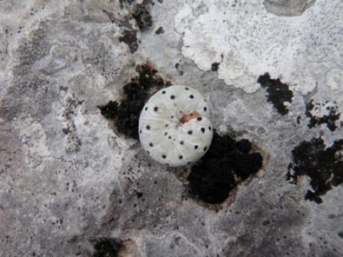 Réf. 58 282 : Cephaledo sp.