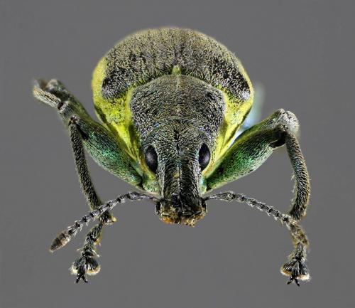 Réf. 58 757 : Chlorophanus viridis