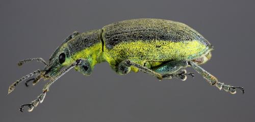 Réf. 58 758 : Chlorophanus viridis