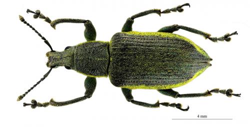 Réf. 58 756 : Chlorophanus viridis