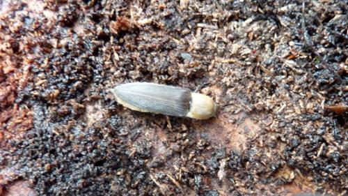 Réf. 58 739 : Diacanthous undulatus