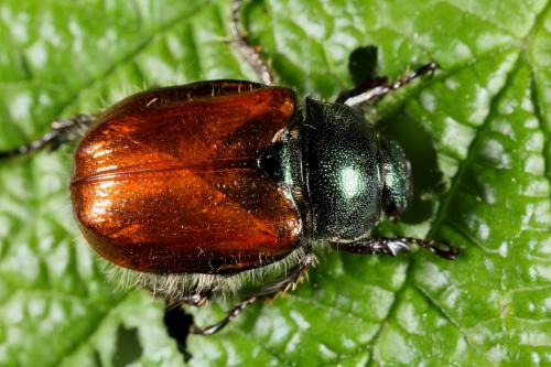 Réf. 58 123 : Phyllopertha horticola