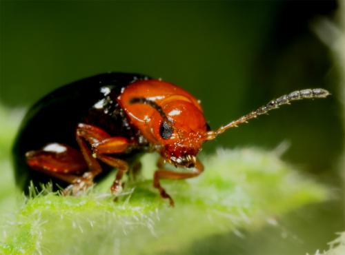 Réf. 58 498 : Podagrica sp.