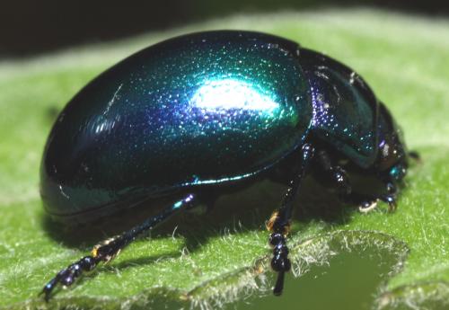Réf. 58 393 : Chrysolina coerulans