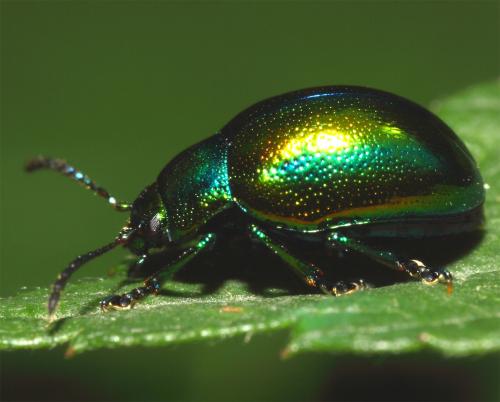 Chrysolina sp.