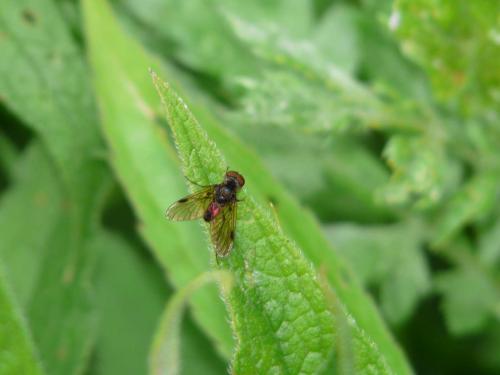 Chrysopilus cristatus
