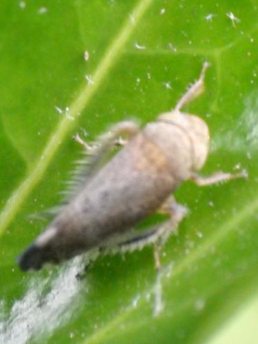 Fieberiella florii