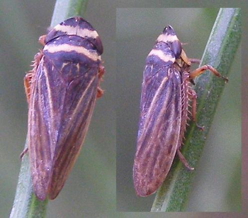 Aphrodes bicinctus