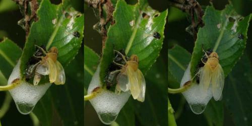 Réf. 58 119 : Aphrophora sp.