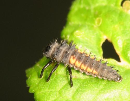 Harmonia axyridis