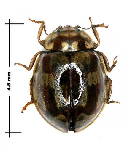 Myrrha octodecimguttata