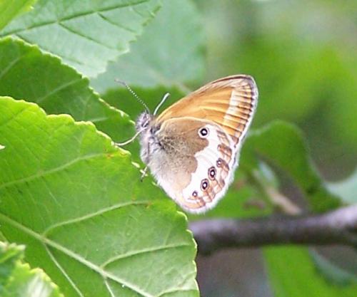 Réf. 58 973 : Coenonympha arcania