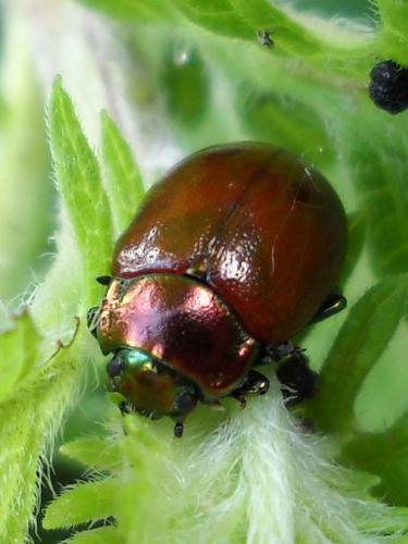 Réf. 58 626 : Chrysolina polita