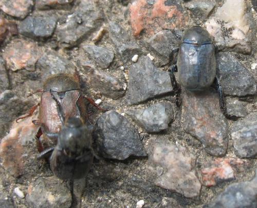 Réf. 58 575 : Hoplia philanthus