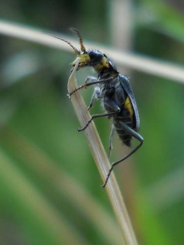 Réf. 58 423 : Clanoptilus elegans