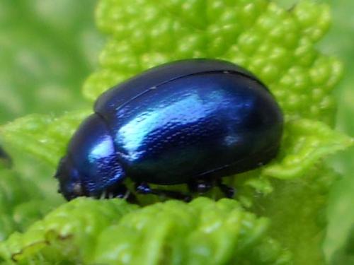 Chrysolina coerulans