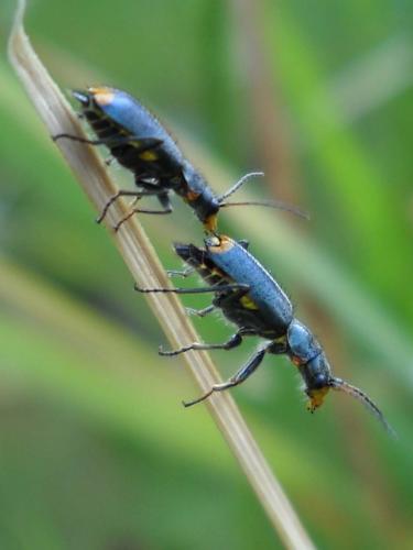 Réf. 58 424 : Clanoptilus elegans